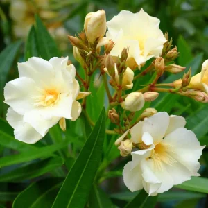NERIUM oleander luteum plenum