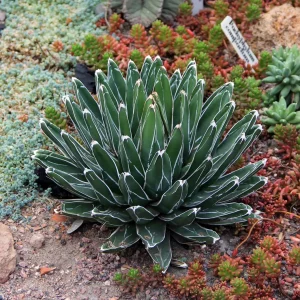 AGAVE victoria