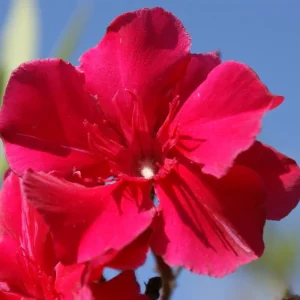 NERIUM oleander 'Commandant Barthelemy'