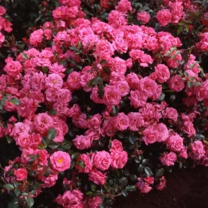 ROSA rekord 'Pink Emely'