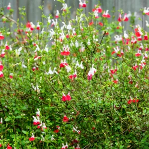 SALVIA microphylla 'Hotlips'