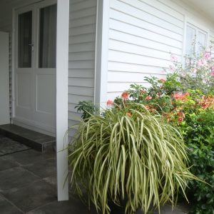 PHORMIUM cookianum 'Blondie