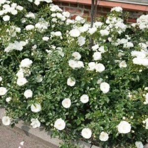 ROSA hybride Innocencia 'Korstarnow'