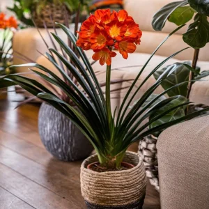 CLIVIA