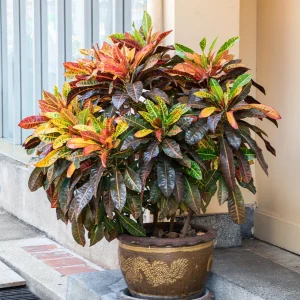 CROTON PETRA