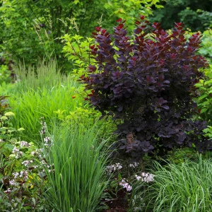 COTINUS 'Royal purple'