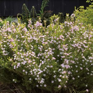 DIOSMA 'Sunset gold'