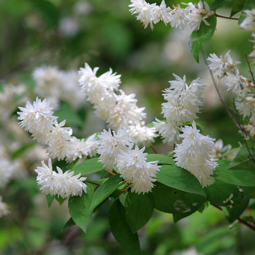 DEUTZIA magnifica – Image 2