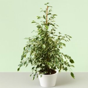 FICUS BENJAMINA VARIE