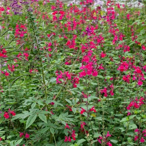 SALVIA grehii 'Pink pong'