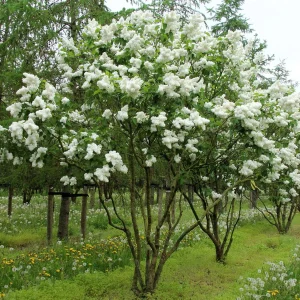 SYRINGA vulgaris 'Mme Lemoine'