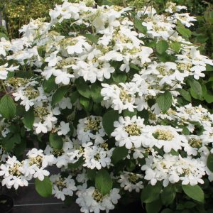 VIBURNUM plicatum 'Watanabe'