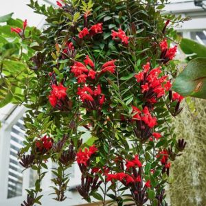 AESCHYNANTHUS 'GREEN STAR'