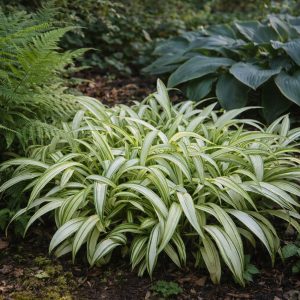 CAREX siderosticha 'Shiro nakafu