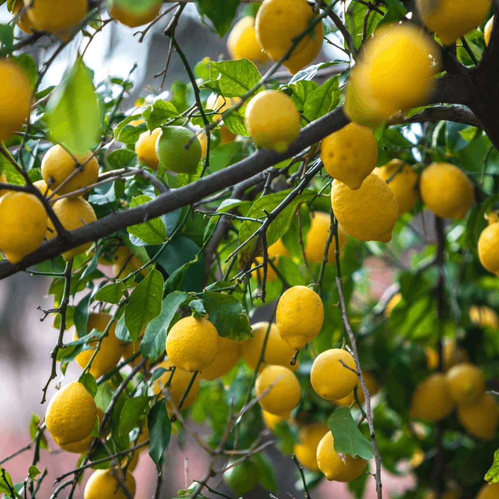 CITRUS '4 saisons'