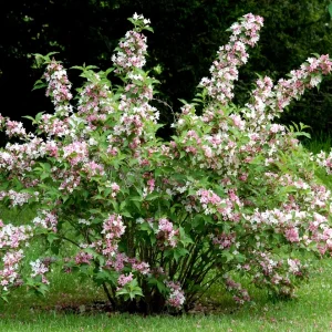 DEUTZIA 'Perle rose'