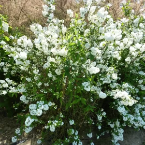 DEUTZIA magnifica