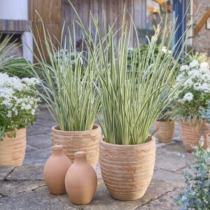 DIETES 'Milky way'