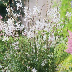 GAURA lindheimeri 'Gambit white'