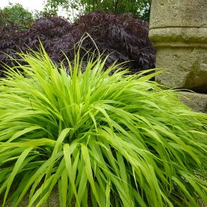 HAKONECHLOA macra 'All gold'