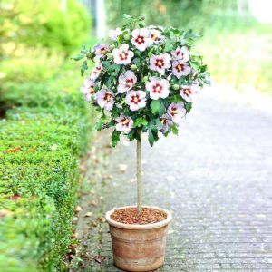 HIBISCUS syriacus 'Red heart'