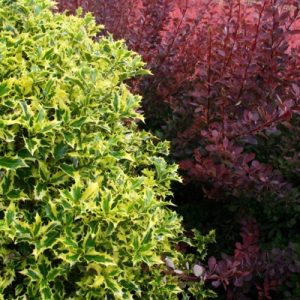 ILEX aquifolium 'Golden DJ'