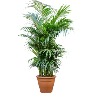 KENTIA FORSTERIANA