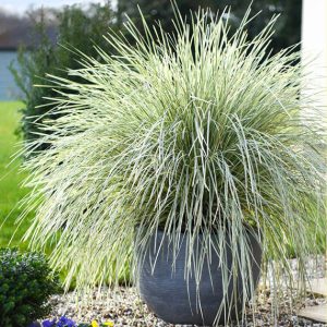LOMANDRA longifolia 'White sands'