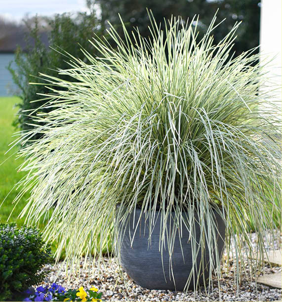 LOMANDRA longifolia 'White sands'
