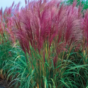 MISCANTHUS sinensis 'Red chief'