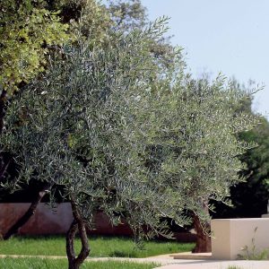 OLEA EUROPEA 'BONSAÏ'