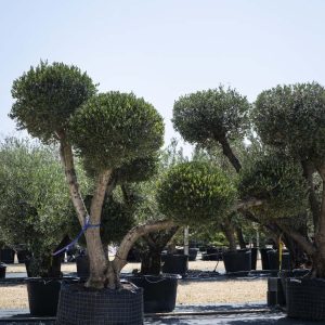 OLEA EUROPEA POMPON