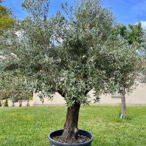 OLEA EUROPEA RAMIFIE