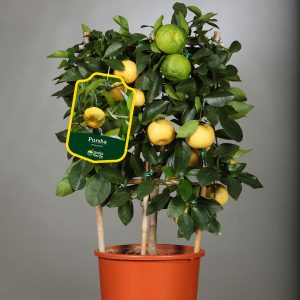 CITRUS 'Pursha'