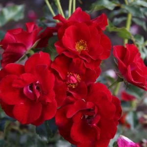 ROSA hybride 'Marondo Korlinop'