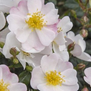 ROSA hybride 'Medeo'