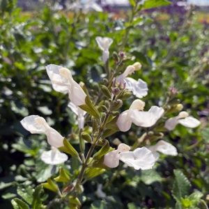 SALVIA macrophylla 'Salvinio white'