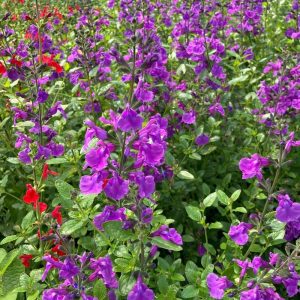 SALVIA macrophylla 'Salvinio lilac'