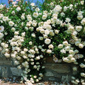 ROSA hybride 'Sea foam'