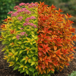 SPIREA 'Goldflame'