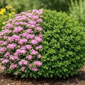 SPIREA 'Little Pricess'