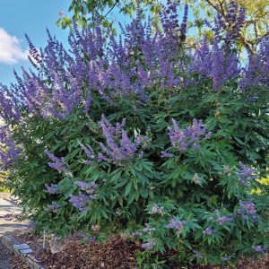 VITEX agnus castus
