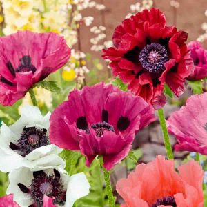 PAVOTS