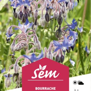 BOURRACHE