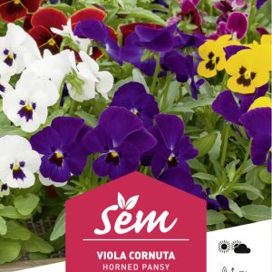 VIOLA CORNUTA