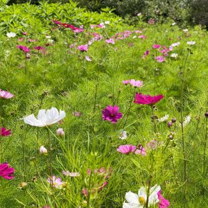 COSMOS