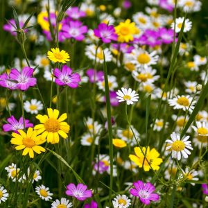 FLEURS EN MELANGE